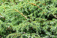 Juniperus communis